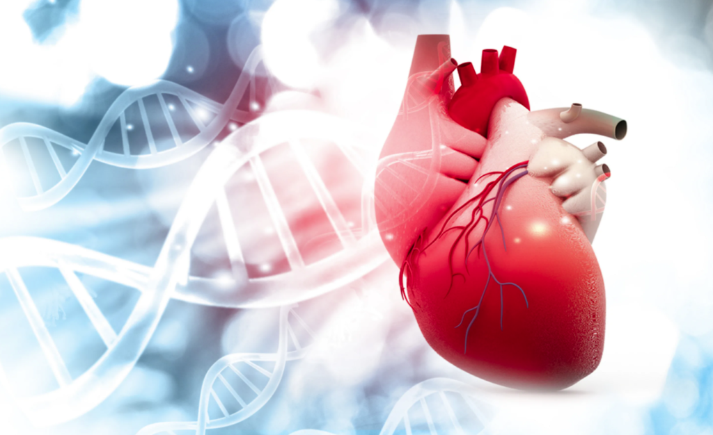 3D-моделирование сердца для прогнозирования аритмии и других аномалий